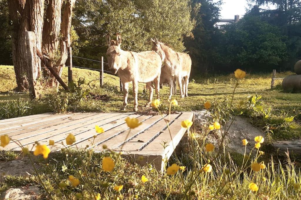 Apartmán La Parenthese La Ou Le Temps S'Arrete. Gouvy Exteriér fotografie